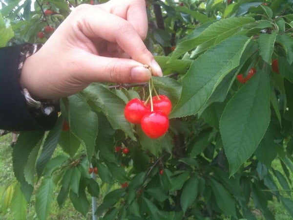 【長浜・米原・彦根・八日市発】 南信州さくらんぼ狩り食べ放題と信州キノコたっぷり焼き肉膳 日帰り2